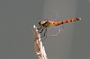 IMG_1621_Sympetrum_depressiusculum